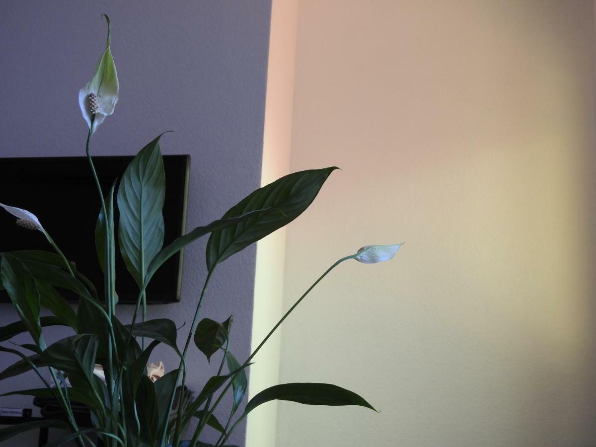 Apartment Antonela Slatine Extérieur photo